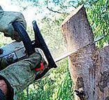 Trusted Grovetown, GA Tree Care Experts