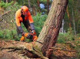 How Our Tree Care Process Works  in  Grovetown, GA