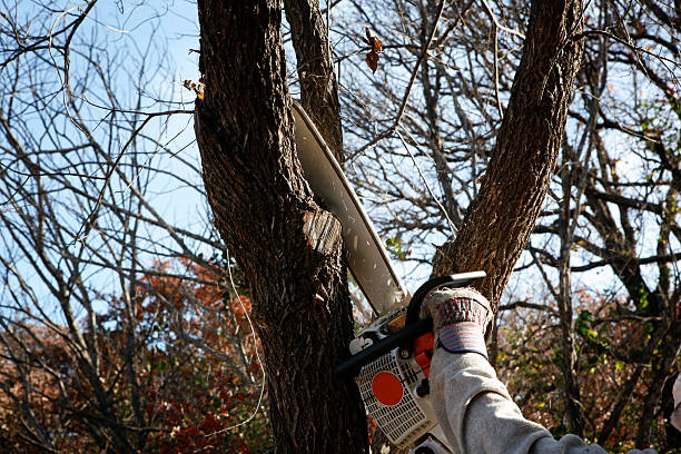 Best Tree Risk Assessment  in Grovetown, GA