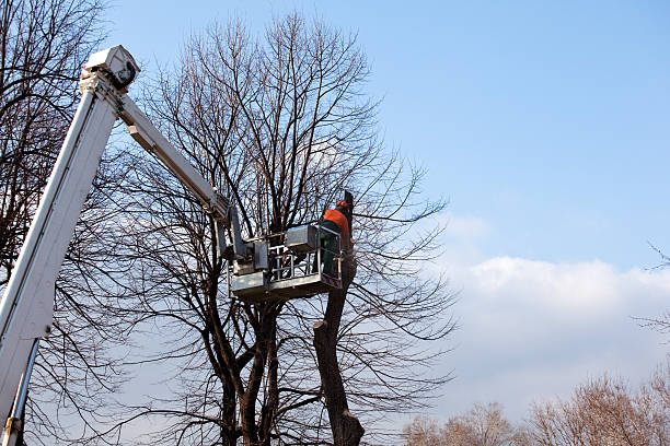 Best Tree Trimming and Pruning  in Grovetown, GA